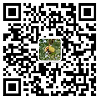 文冠果_文冠果油_文冠果茶_乡村振兴,三农-正版马内部传真资料